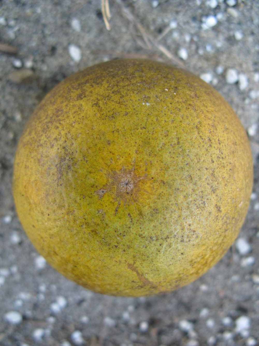            Fruit (Winter Haven, FL)   